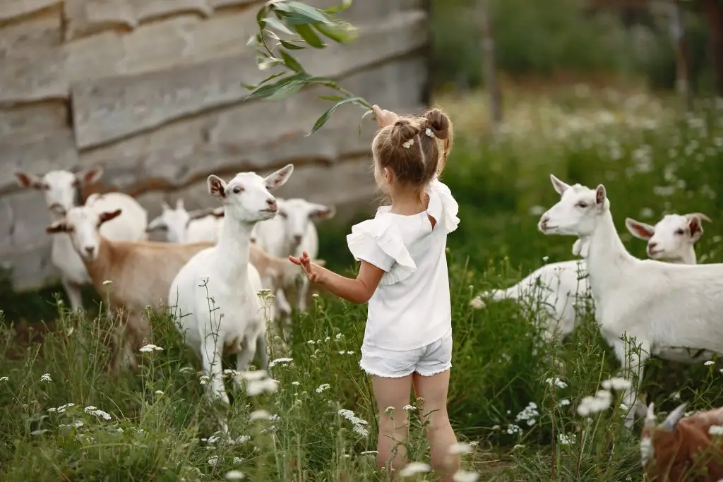 Kinderboerderij in Groningen