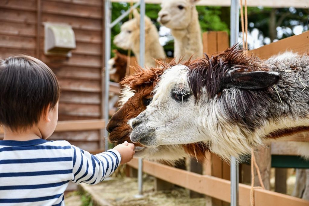 Kinderboerderij in Groningen